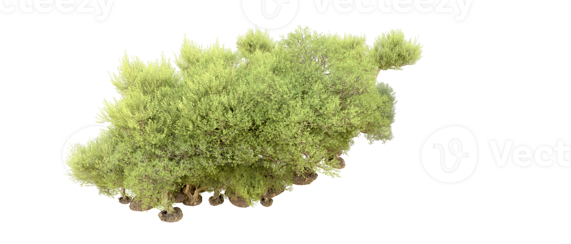 Green forest isolated on background. 3d rendering - illustration png