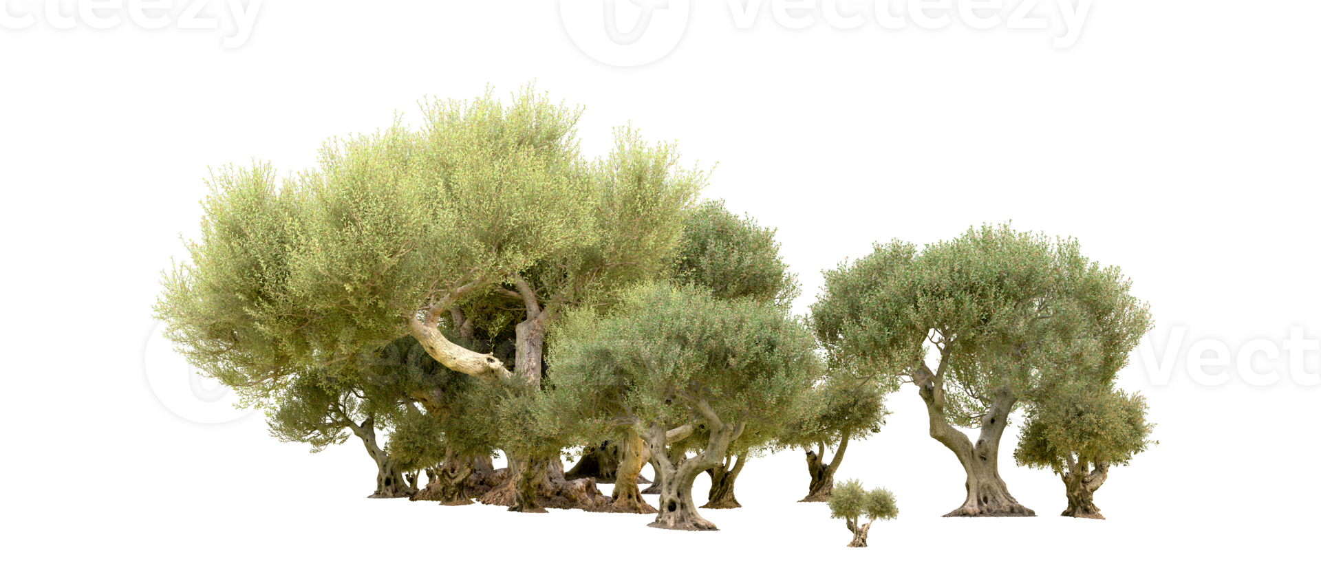 Green forest isolated on background. 3d rendering - illustration png