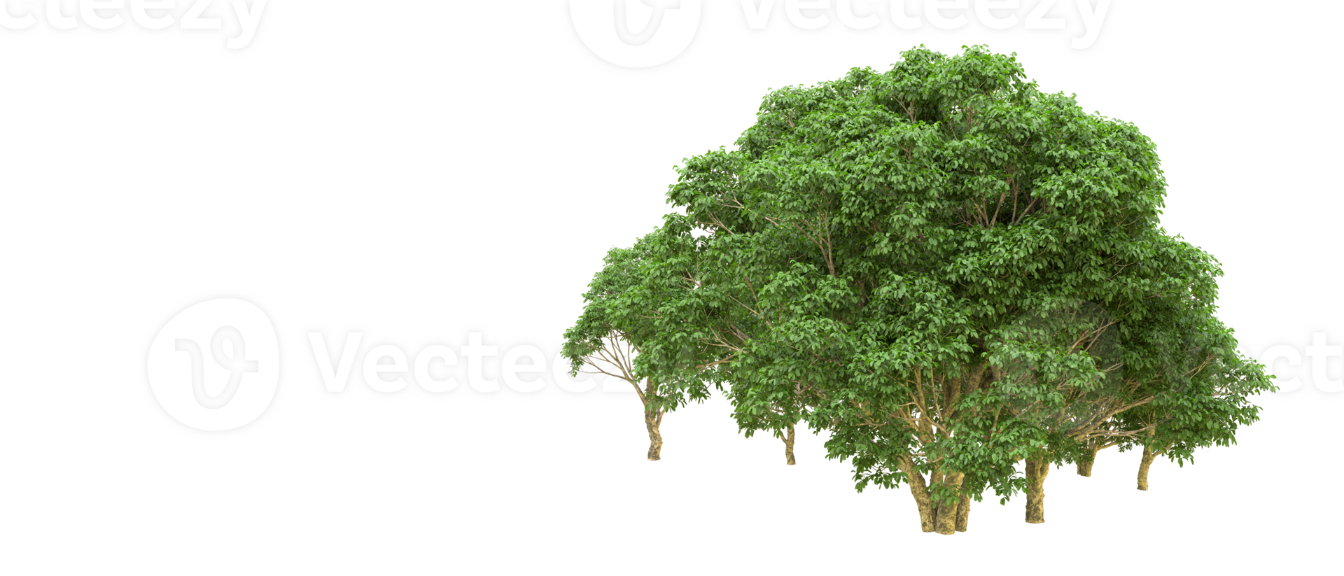 Green forest isolated on background. 3d rendering - illustration png
