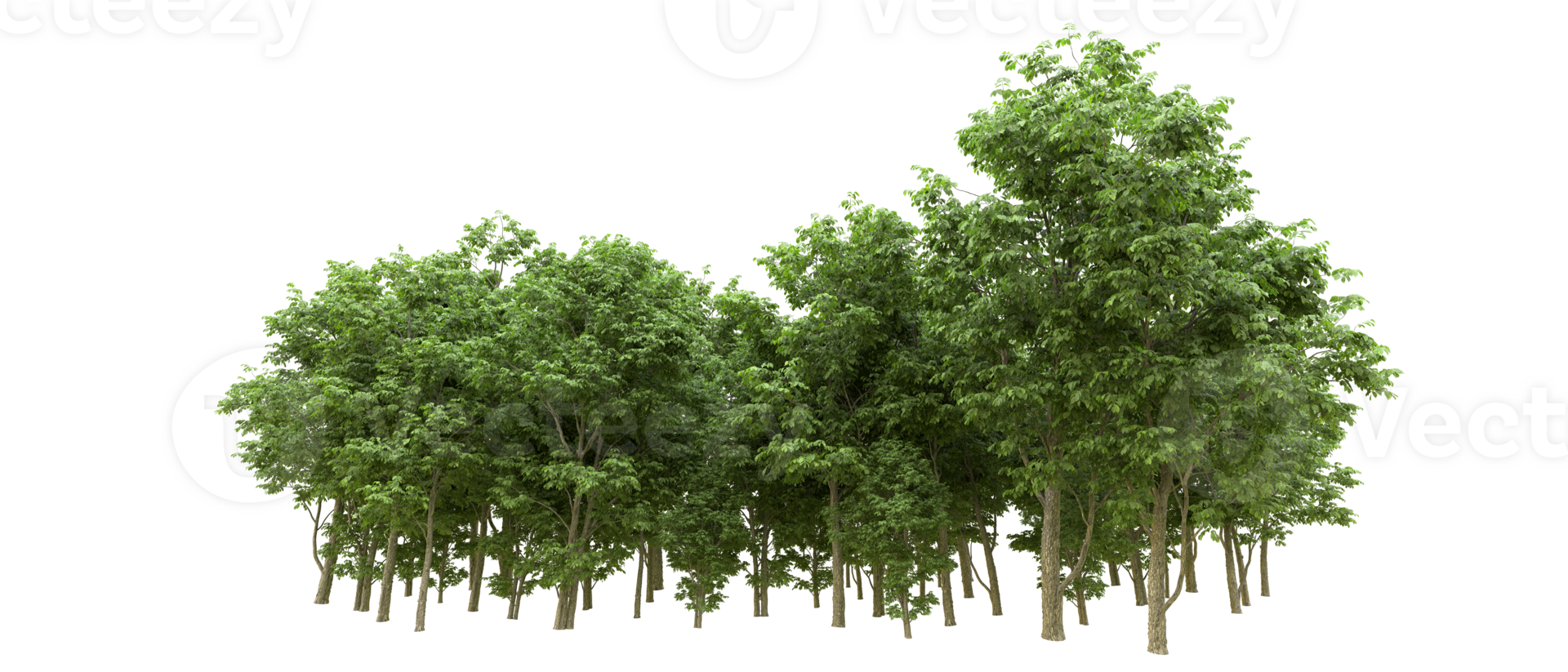 Green forest isolated on background. 3d rendering - illustration png