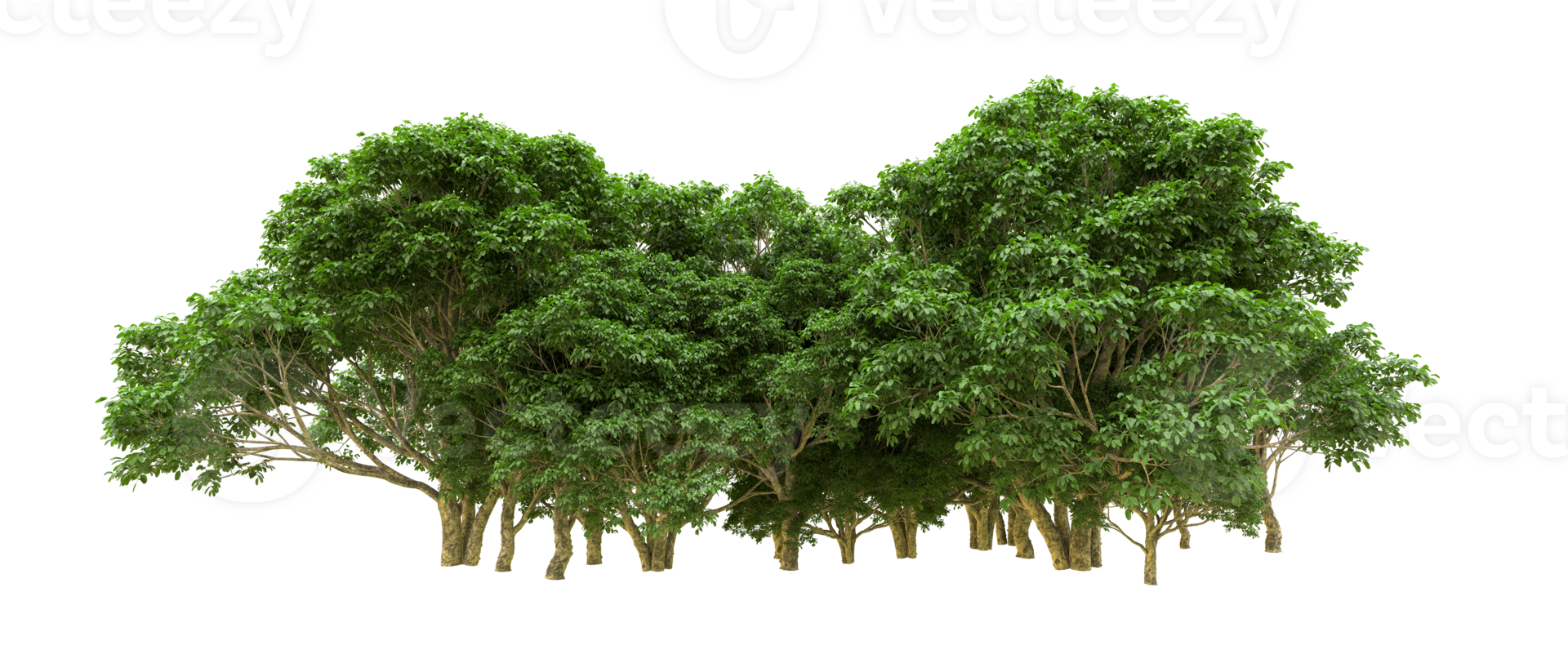 Green forest isolated on background. 3d rendering - illustration png