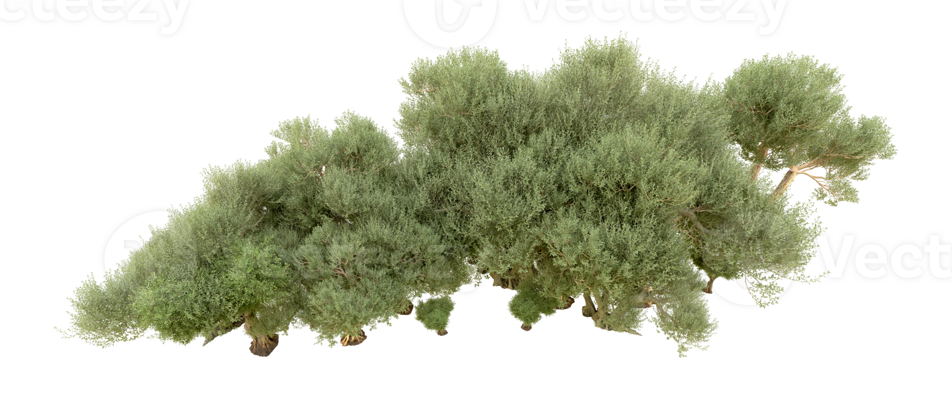 Green forest isolated on background. 3d rendering - illustration png