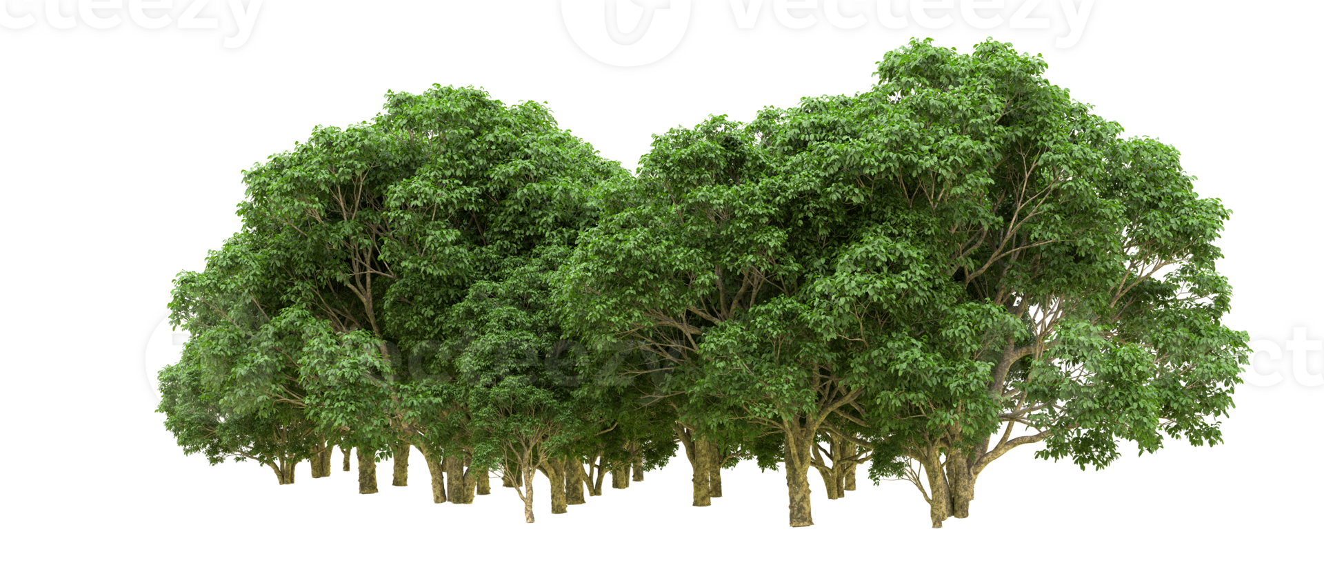 Green forest isolated on background. 3d rendering - illustration png