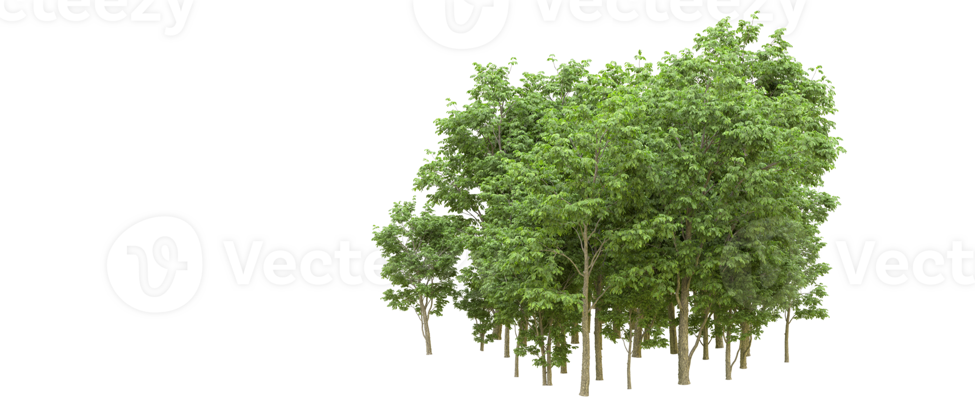 Green forest isolated on background. 3d rendering - illustration png