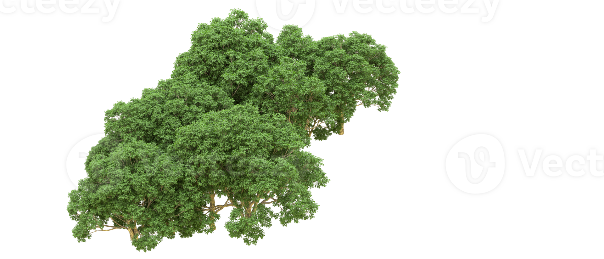 Green forest isolated on background. 3d rendering - illustration png