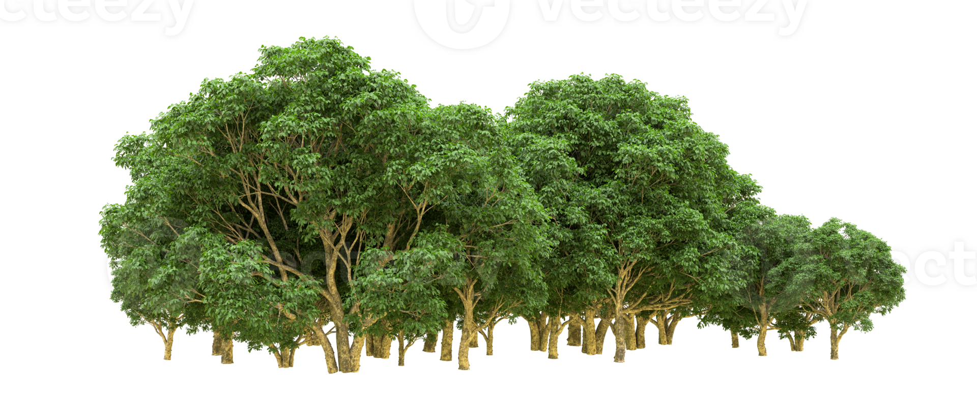 Green forest isolated on background. 3d rendering - illustration png