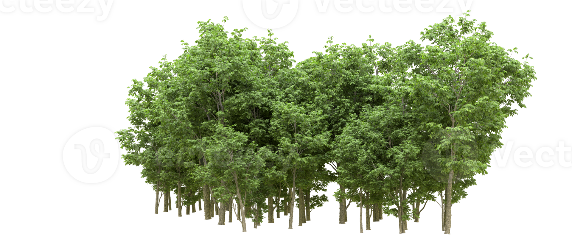 Green forest isolated on background. 3d rendering - illustration png