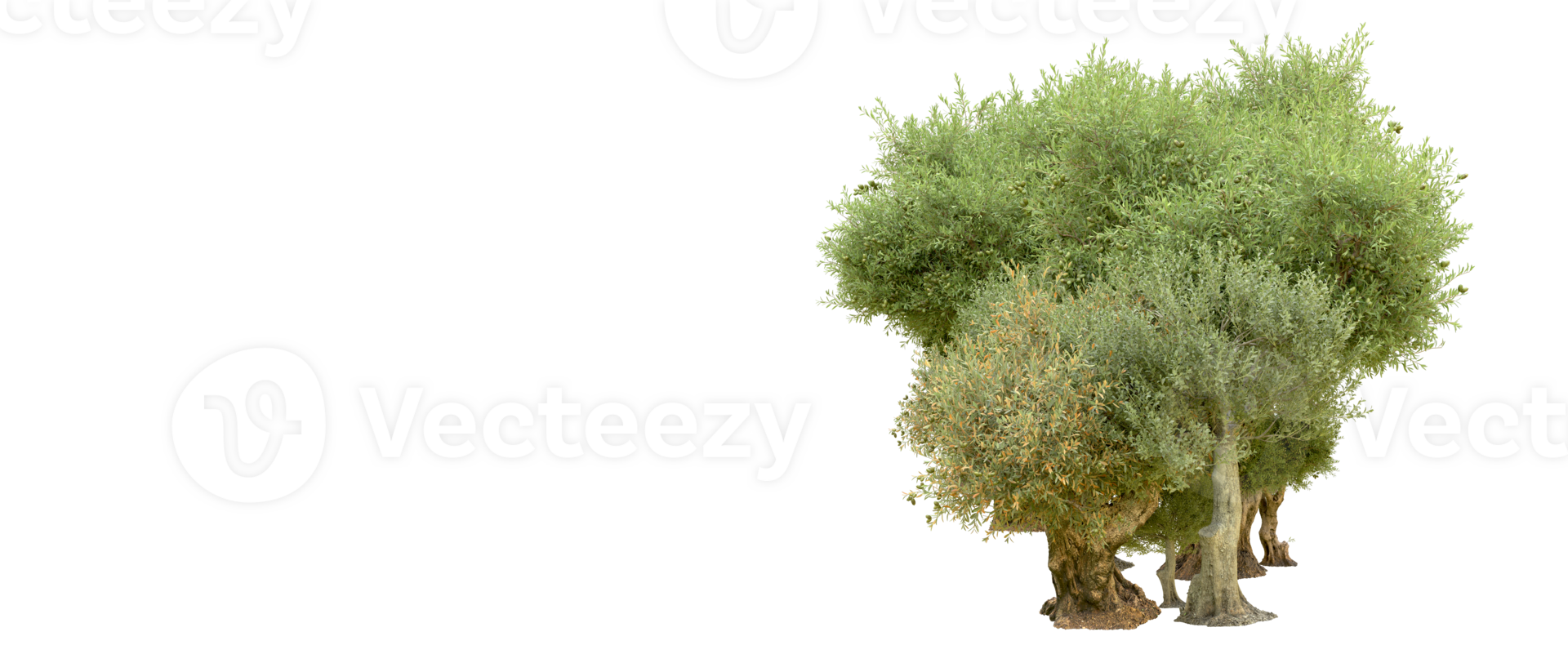 Green forest isolated on background. 3d rendering - illustration png