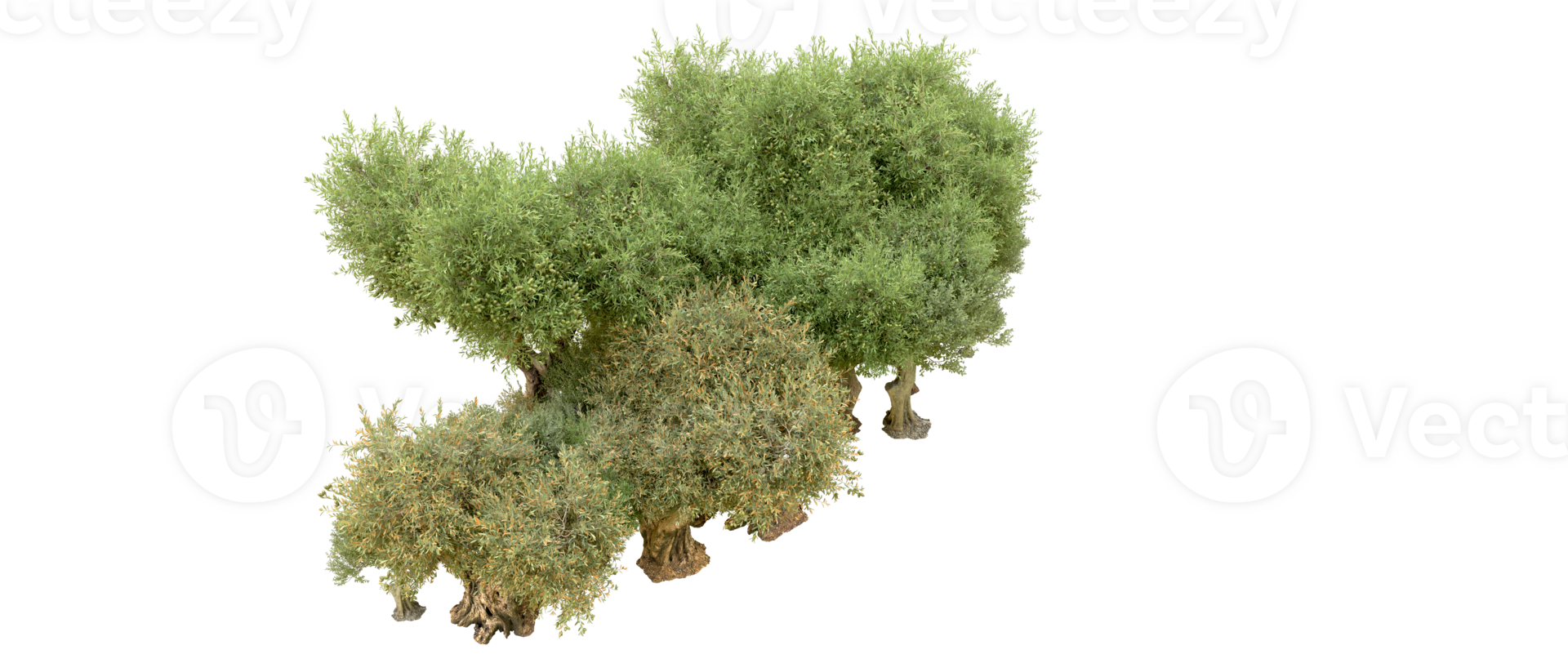 Green forest isolated on background. 3d rendering - illustration png