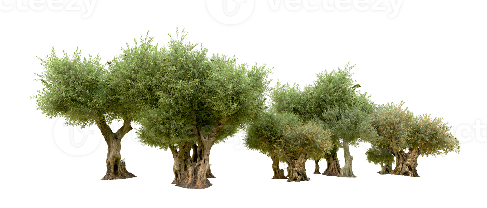 Green forest isolated on background. 3d rendering - illustration png