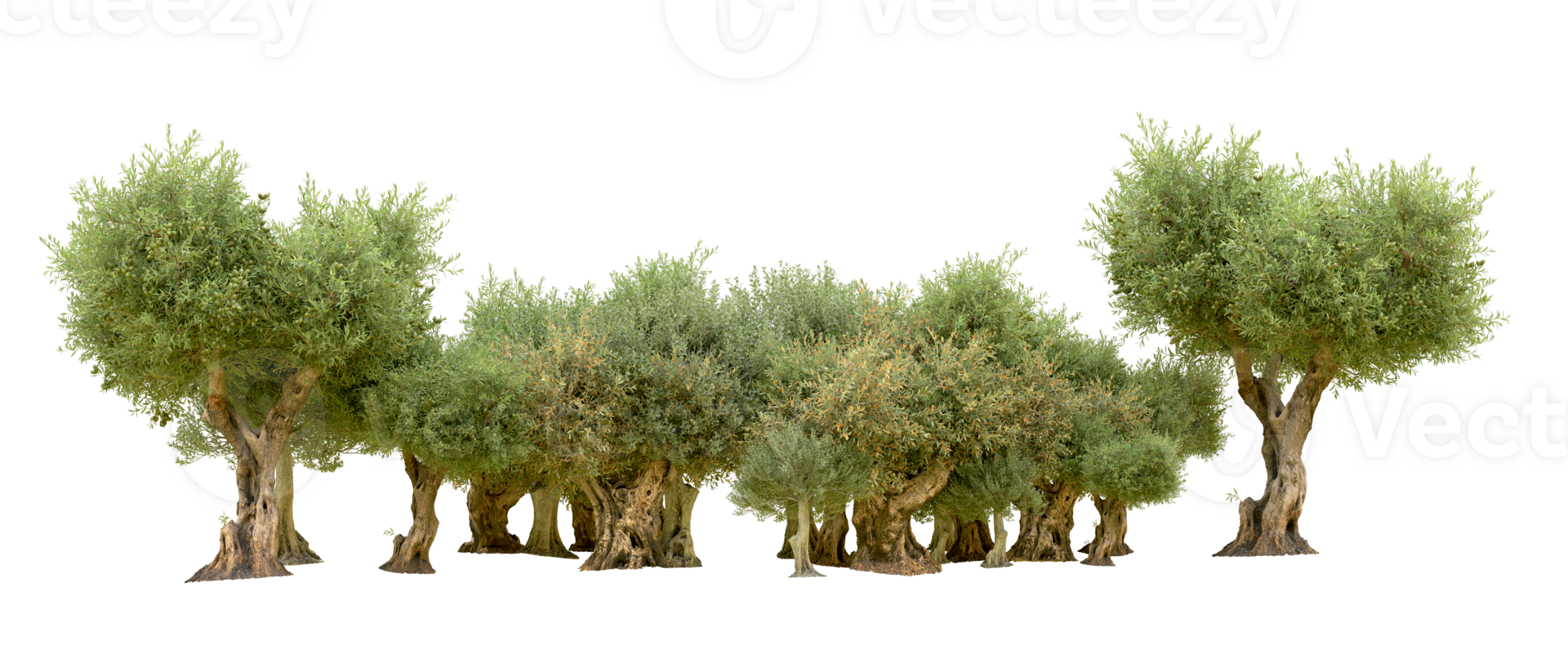 Green forest isolated on background. 3d rendering - illustration png