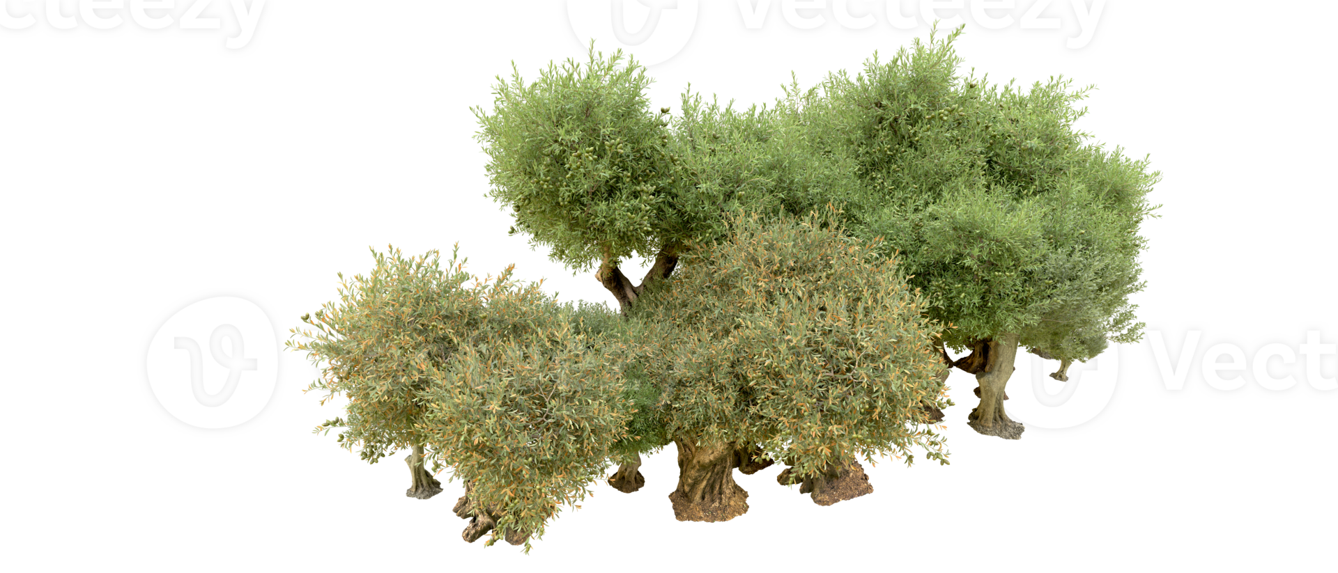 Green forest isolated on background. 3d rendering - illustration png