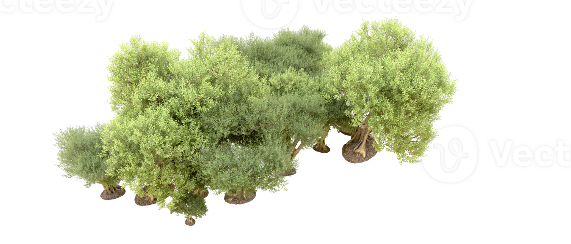 Green forest isolated on background. 3d rendering - illustration png
