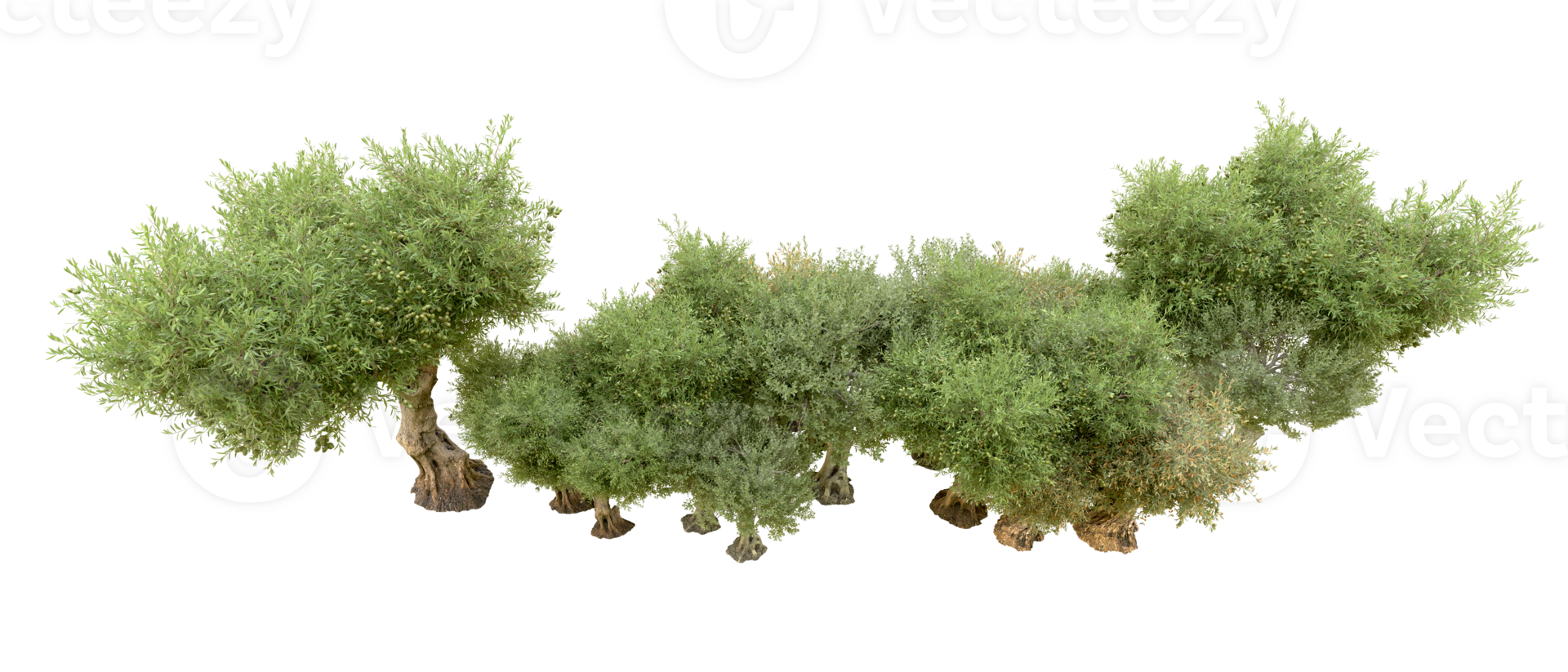 Green forest isolated on background. 3d rendering - illustration png