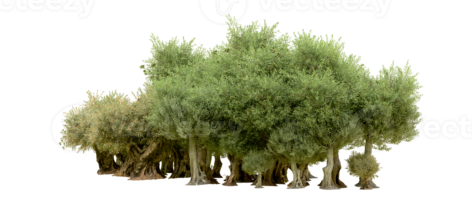Green forest isolated on background. 3d rendering - illustration png