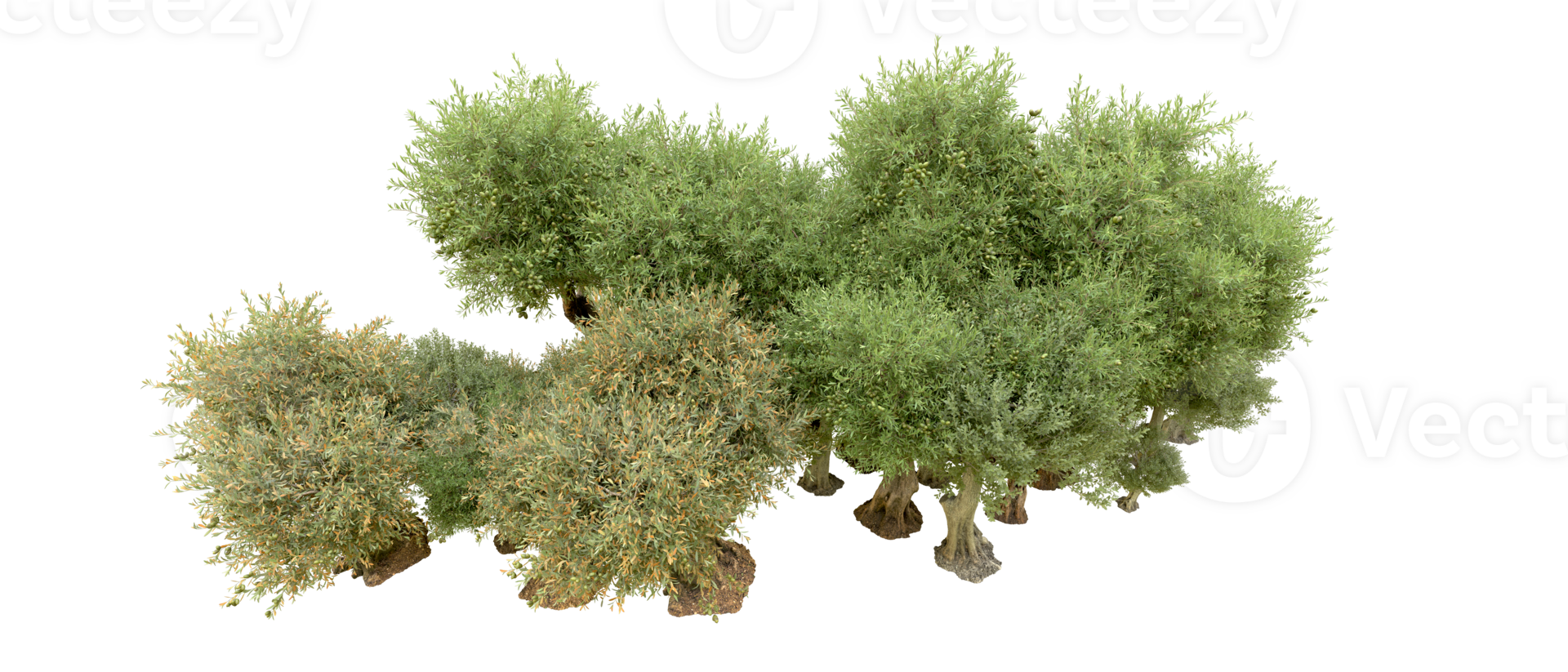 Green forest isolated on background. 3d rendering - illustration png