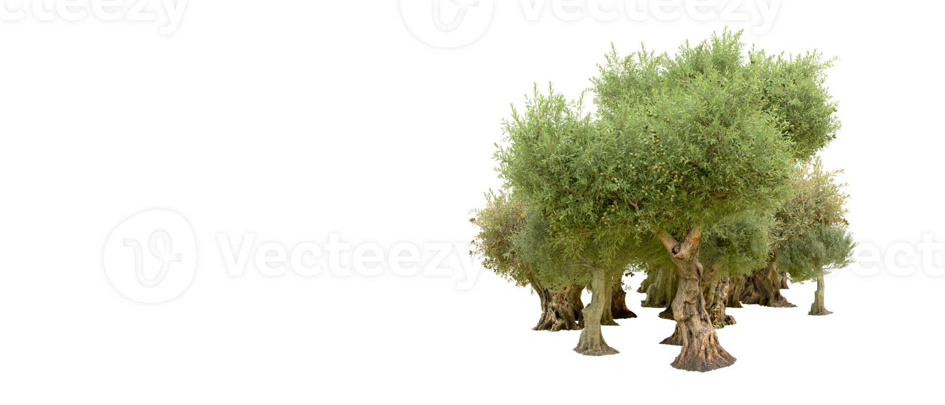 Green forest isolated on background. 3d rendering - illustration png