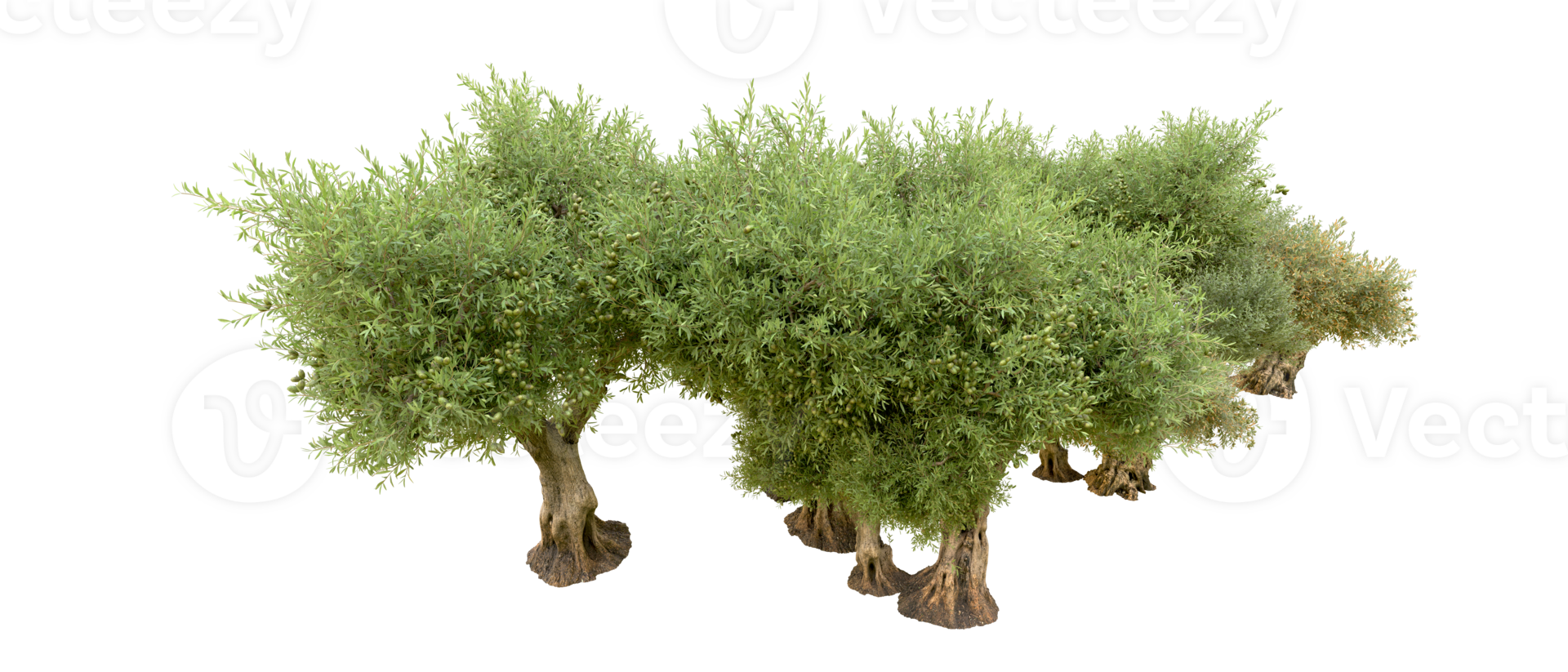 Green forest isolated on background. 3d rendering - illustration png