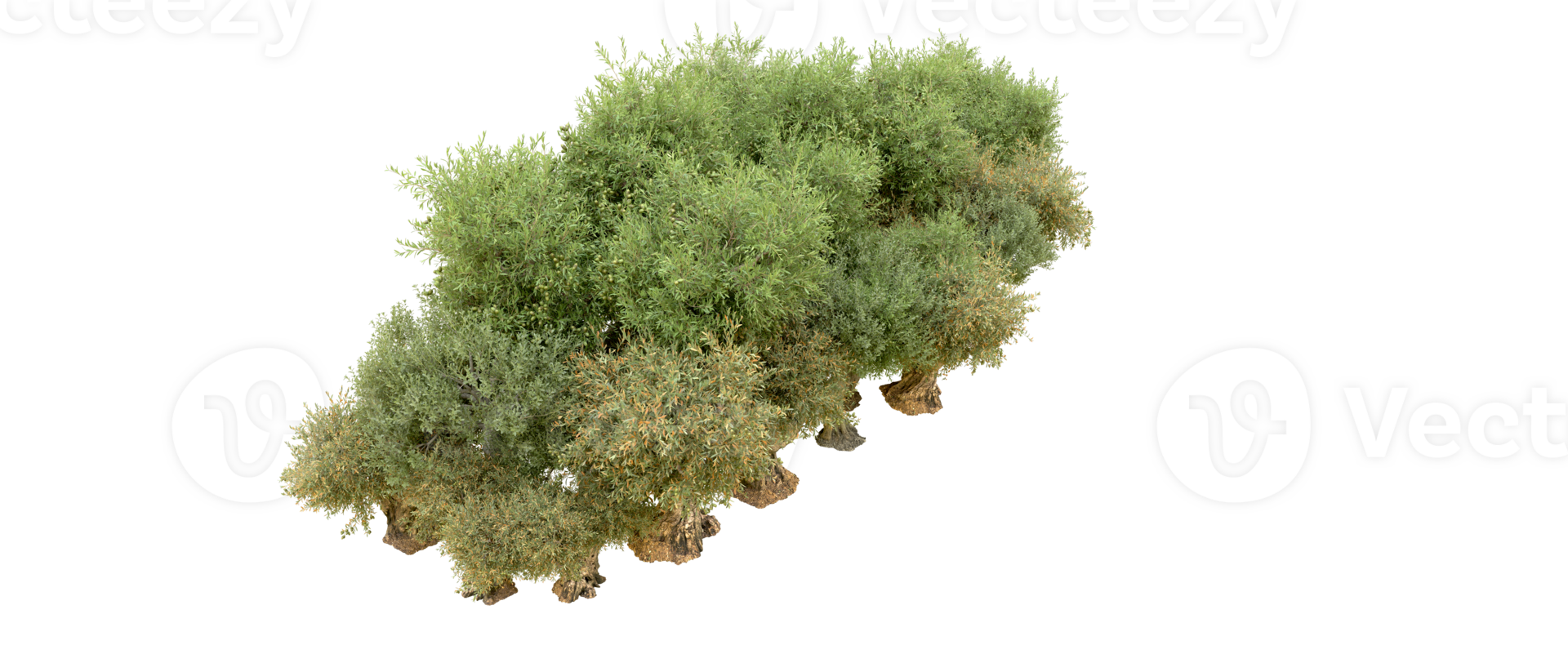 Green forest isolated on background. 3d rendering - illustration png