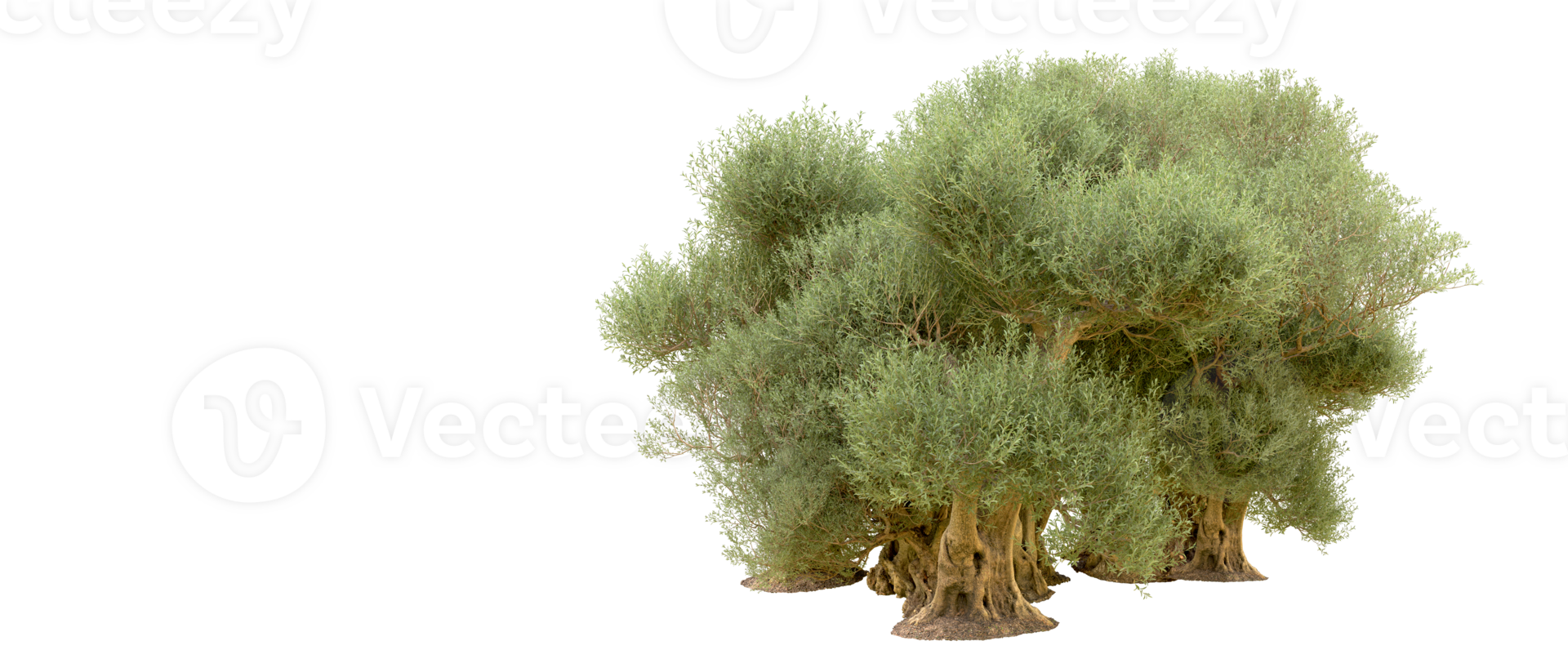 Green forest isolated on background. 3d rendering - illustration png