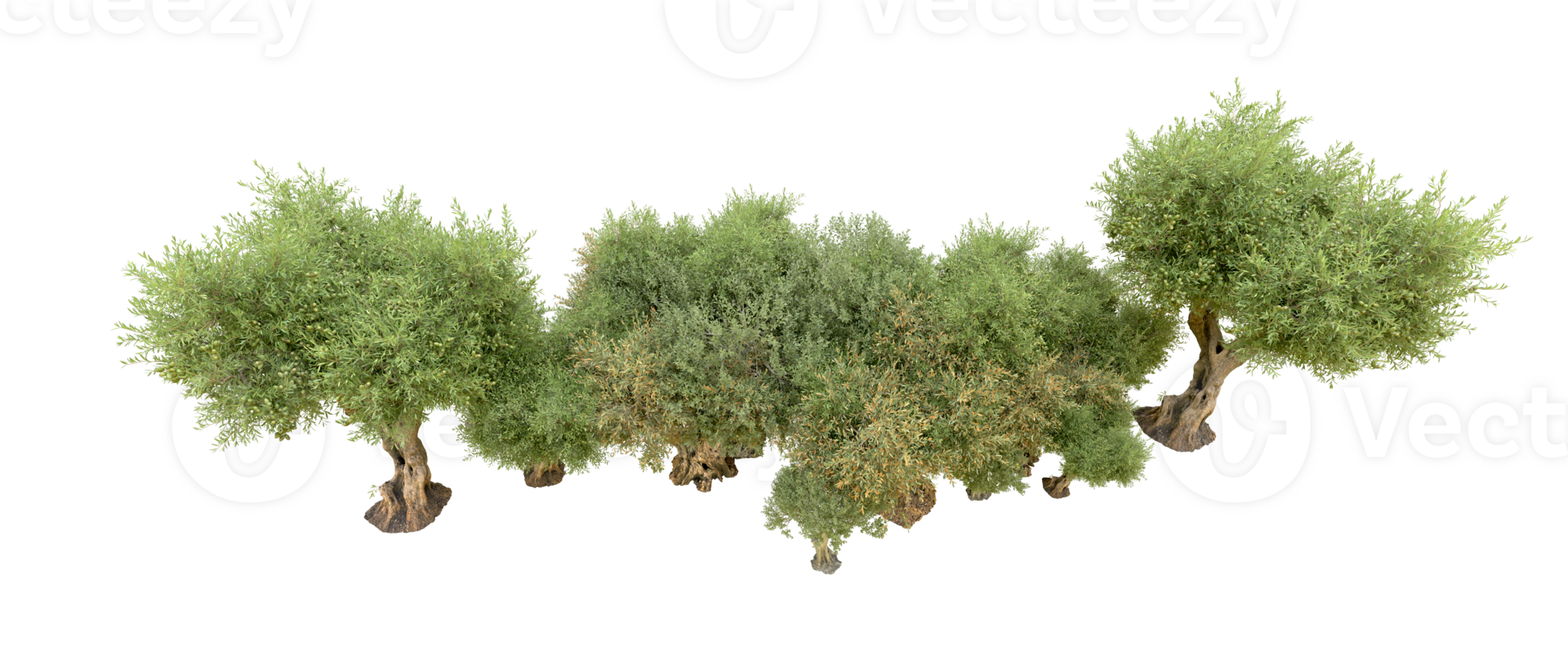 Green forest isolated on background. 3d rendering - illustration png
