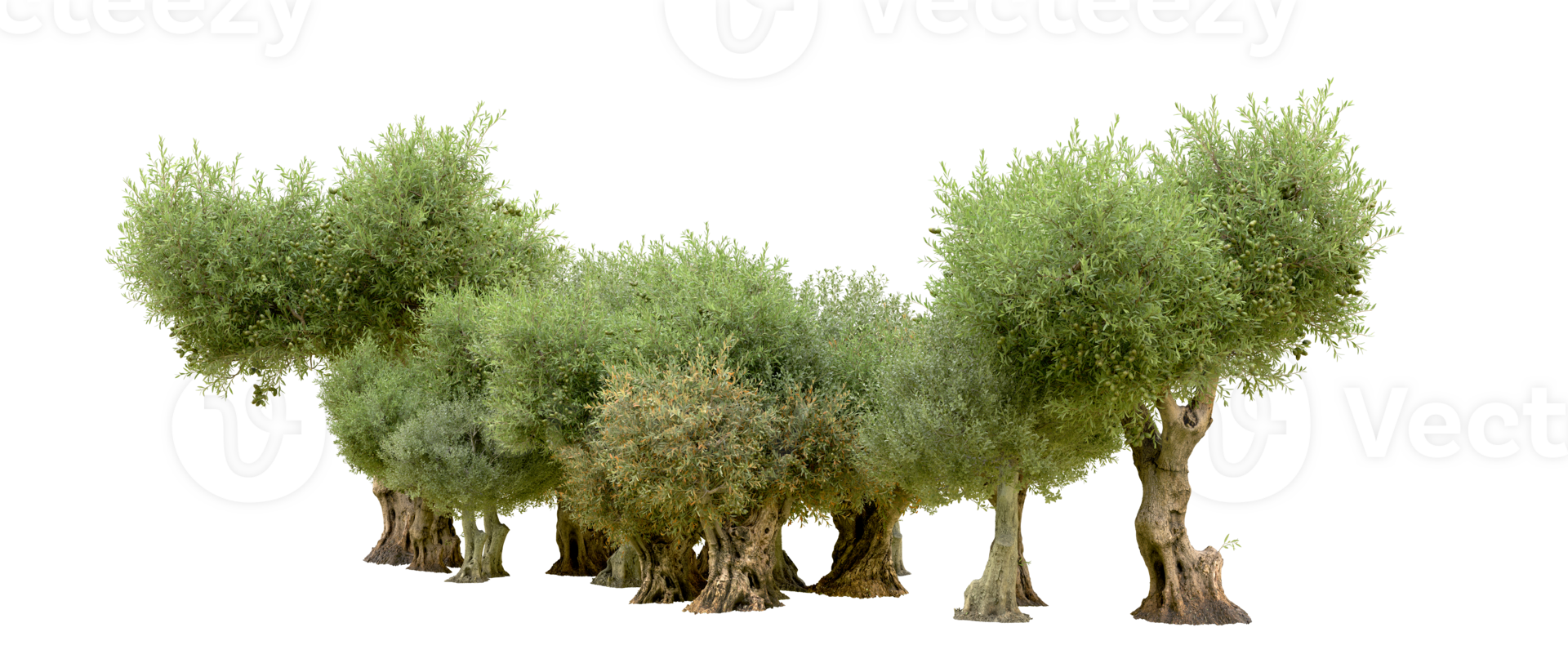 Green forest isolated on background. 3d rendering - illustration png