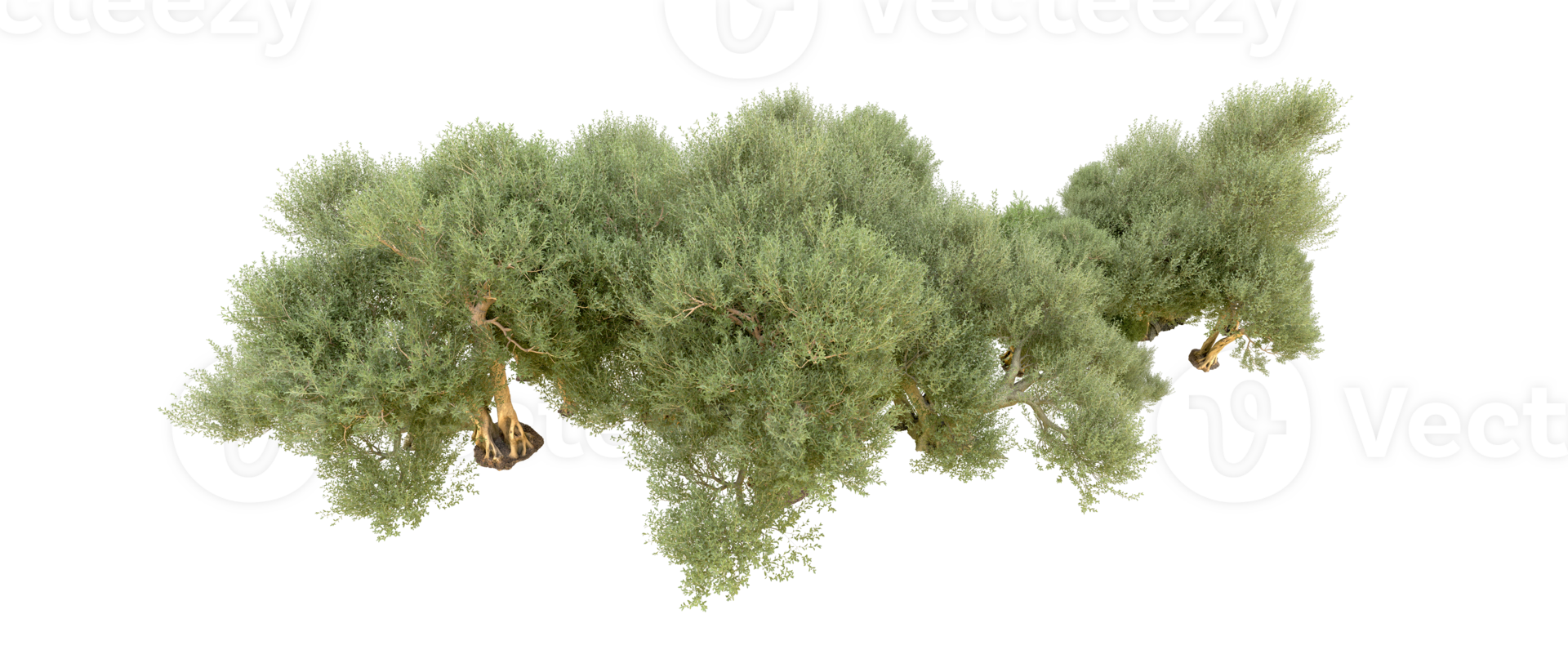 verde bosque aislado en antecedentes. 3d representación - ilustración png