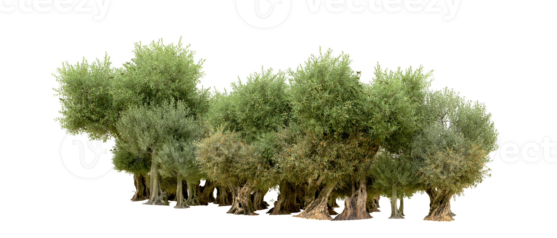 Green forest isolated on background. 3d rendering - illustration png