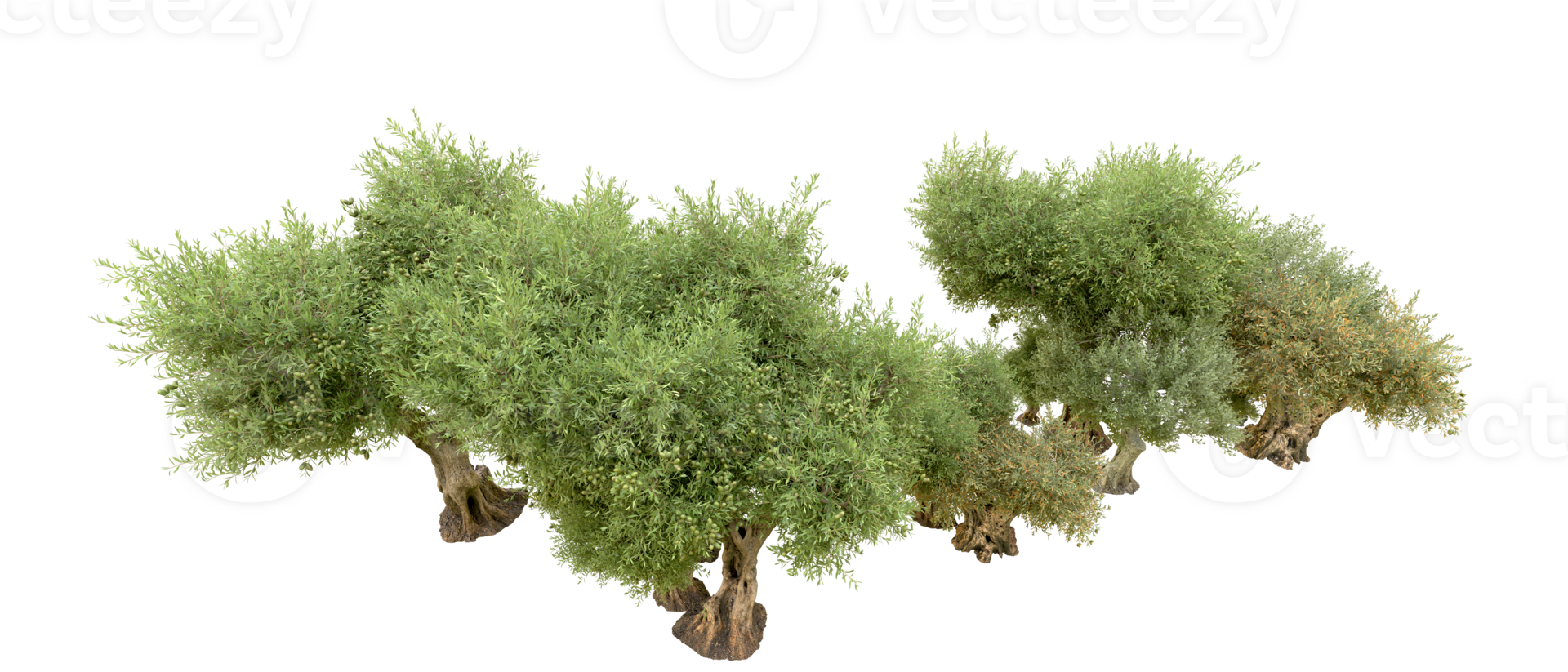 Green forest isolated on background. 3d rendering - illustration png