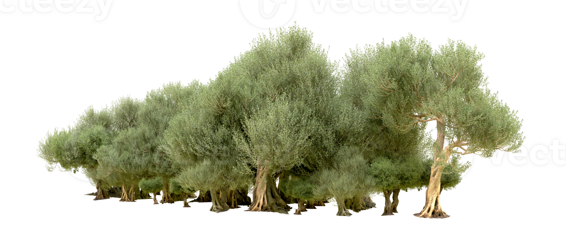 Green forest isolated on background. 3d rendering - illustration png