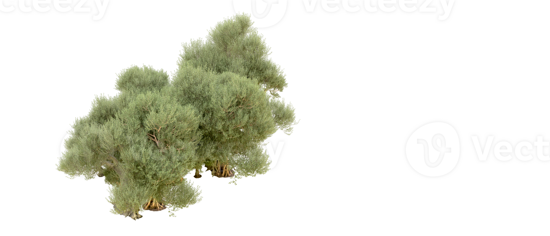 Green forest isolated on background. 3d rendering - illustration png