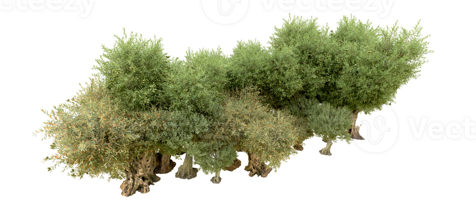 Green forest isolated on background. 3d rendering - illustration png
