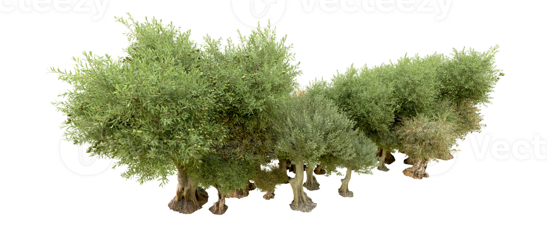 Green forest isolated on background. 3d rendering - illustration png