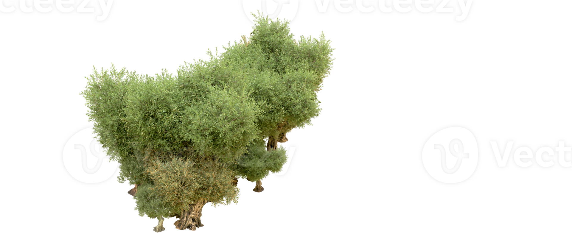 Green forest isolated on background. 3d rendering - illustration png