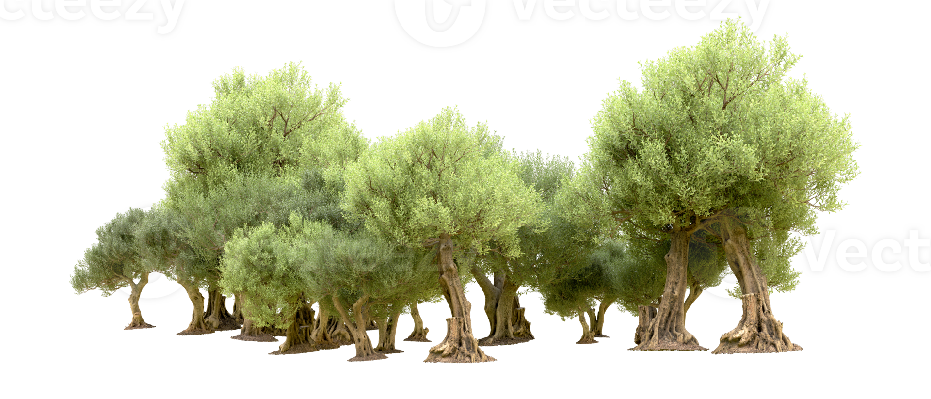 Green forest isolated on background. 3d rendering - illustration png