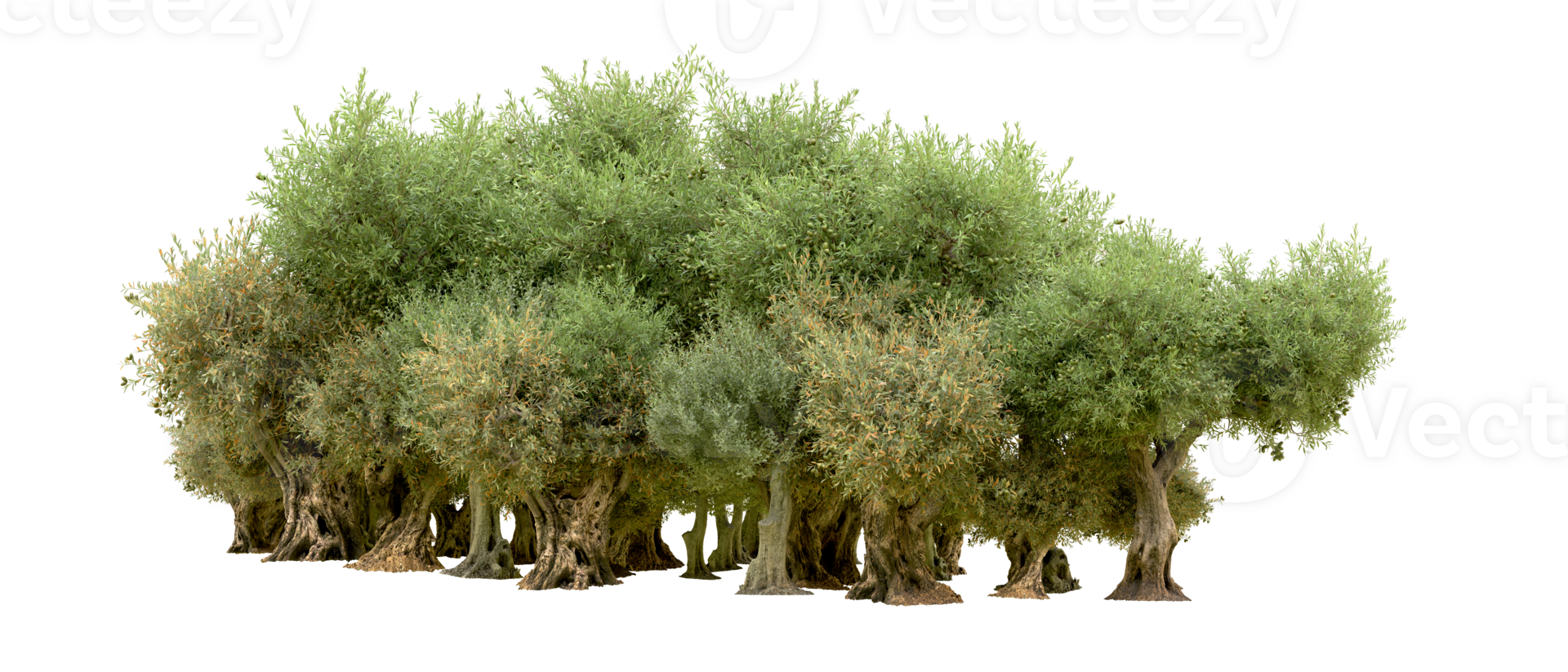 Green forest isolated on background. 3d rendering - illustration png