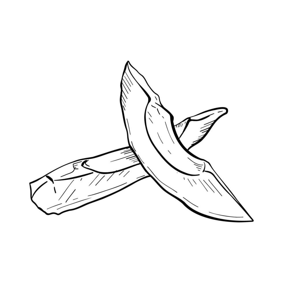 Avocado slices vector illustration. Avocado fruit ripe. Black outline graphic drawing. Tropical vegan food ink line contour