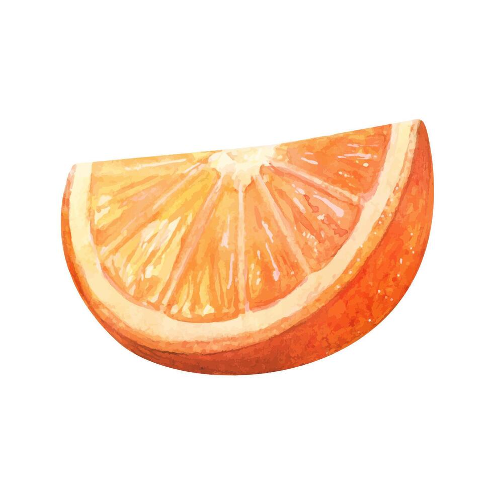 Orange slice watercolor drawing cut. Juicy delisious fruit citrus illustration. Sweet aquarelle picture isolated on white background vector