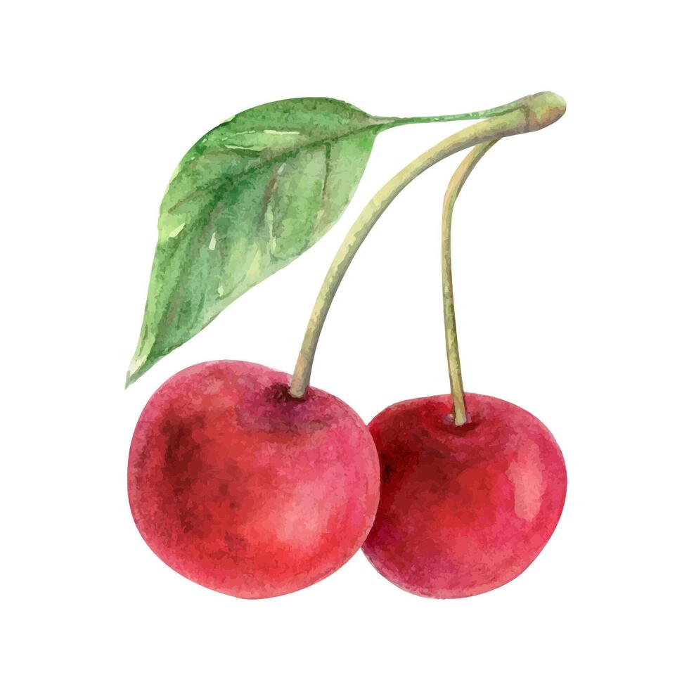 Cherry watercolor drawing illustration. Red berry and leaf. Green branch fruit aquarelle twig vector