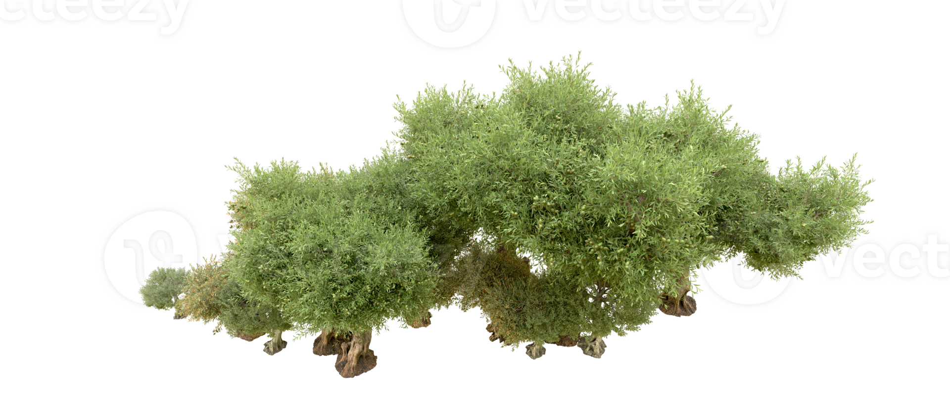 Green forest isolated on background. 3d rendering - illustration png
