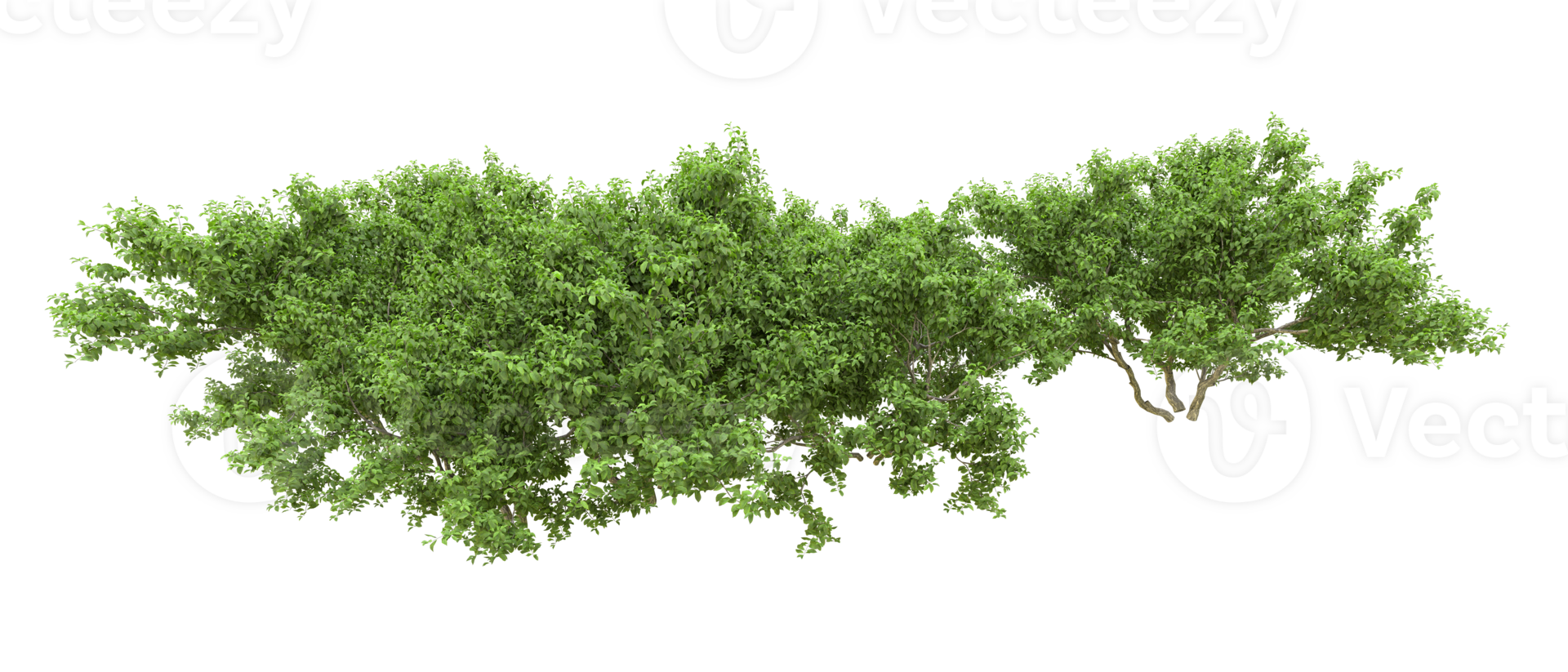 Green forest isolated on background. 3d rendering - illustration png