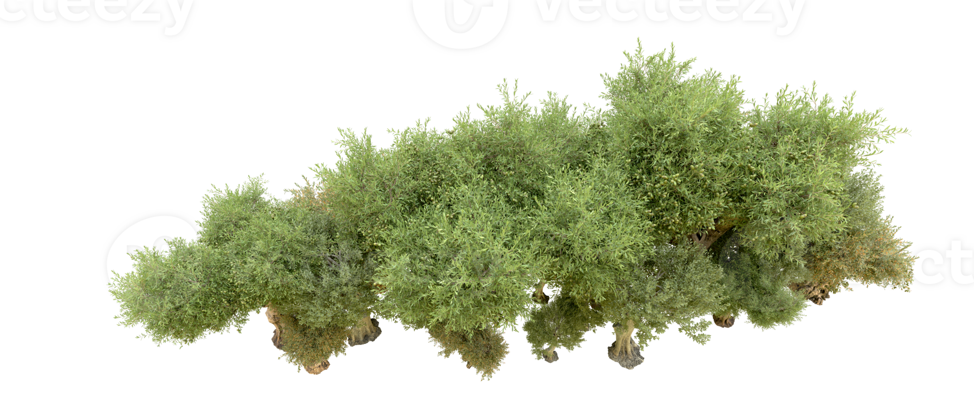 Green forest isolated on background. 3d rendering - illustration png