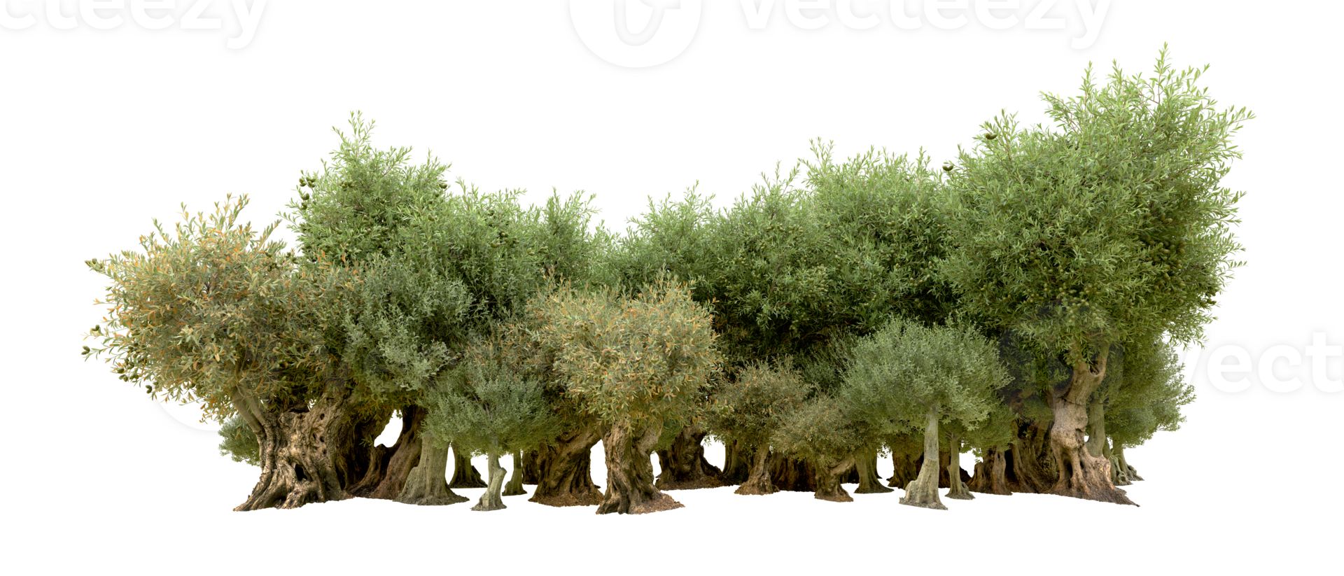 Green forest isolated on background. 3d rendering - illustration png