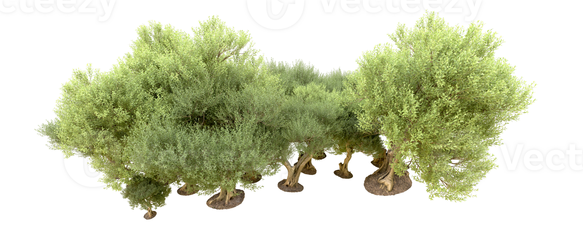 Green forest isolated on background. 3d rendering - illustration png