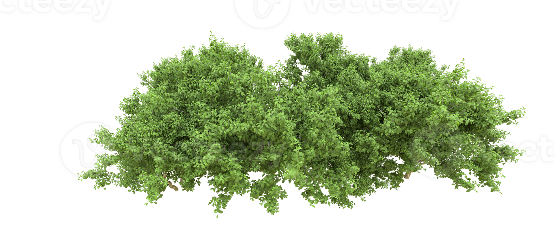 Green forest isolated on background. 3d rendering - illustration png