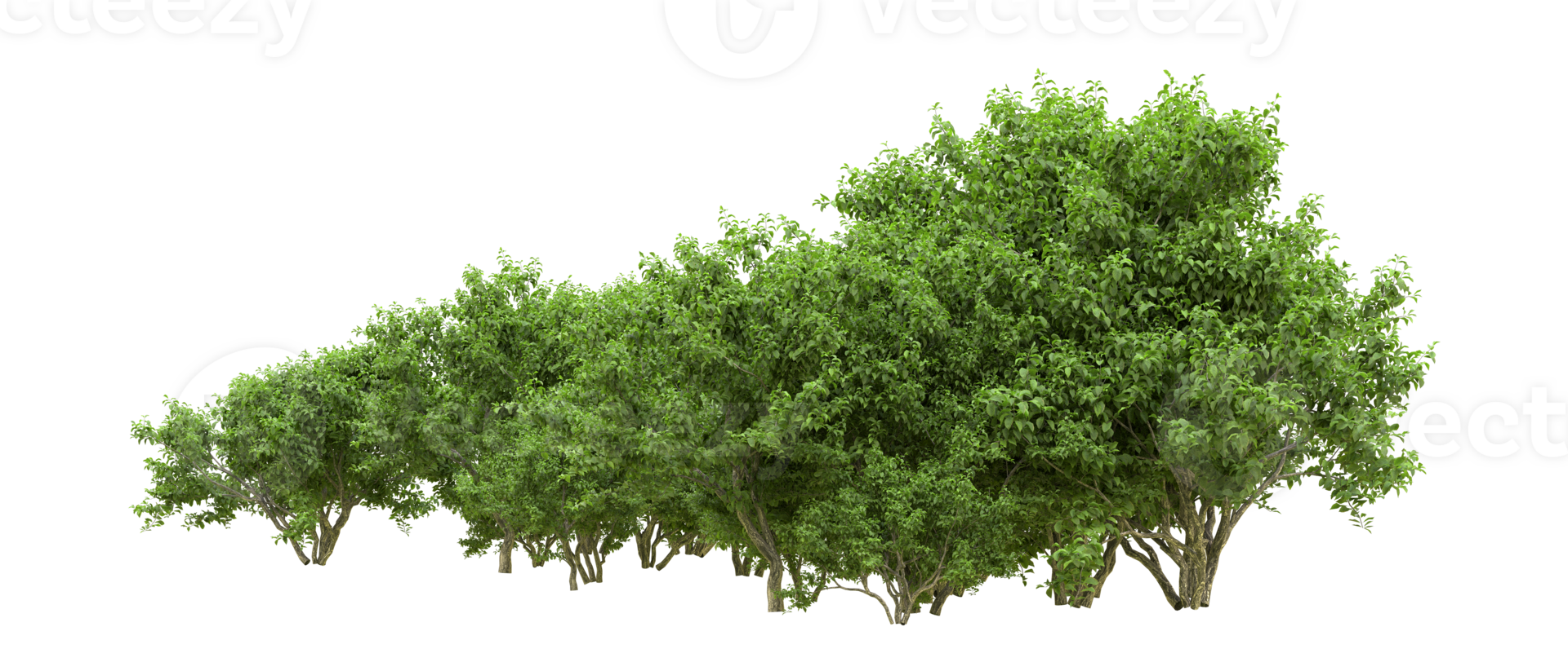 Green forest isolated on background. 3d rendering - illustration png
