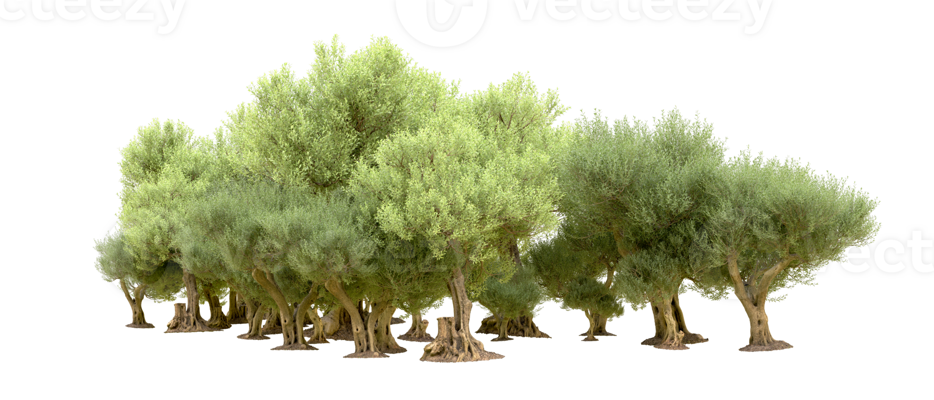 Green forest isolated on background. 3d rendering - illustration png