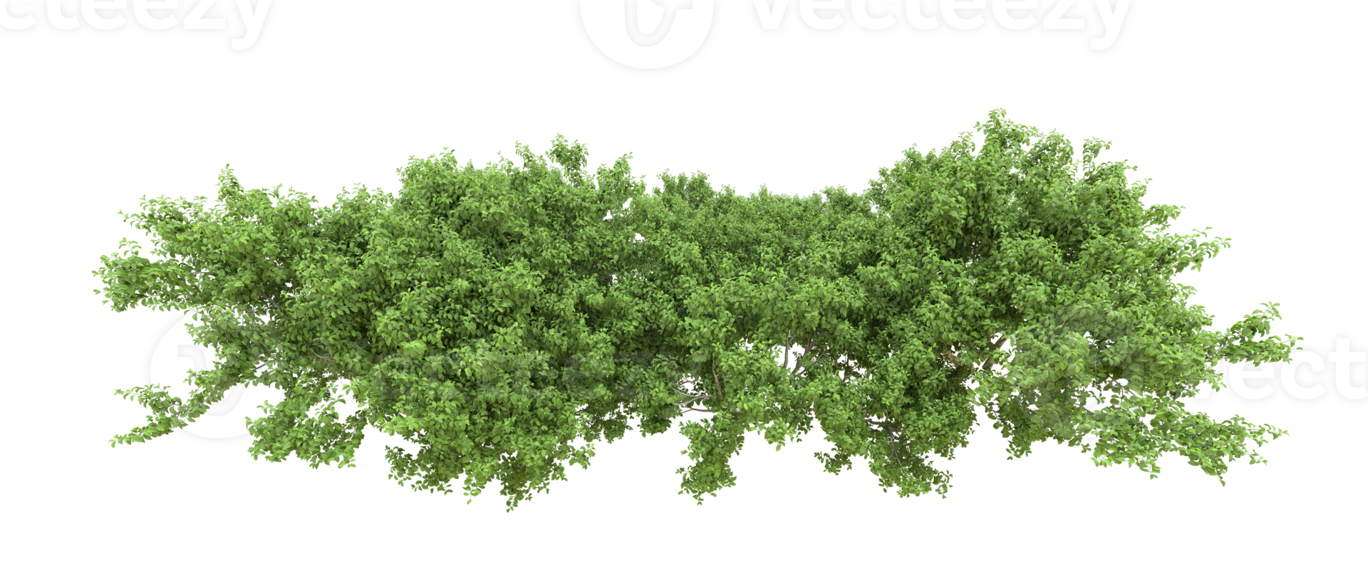 Green forest isolated on background. 3d rendering - illustration png