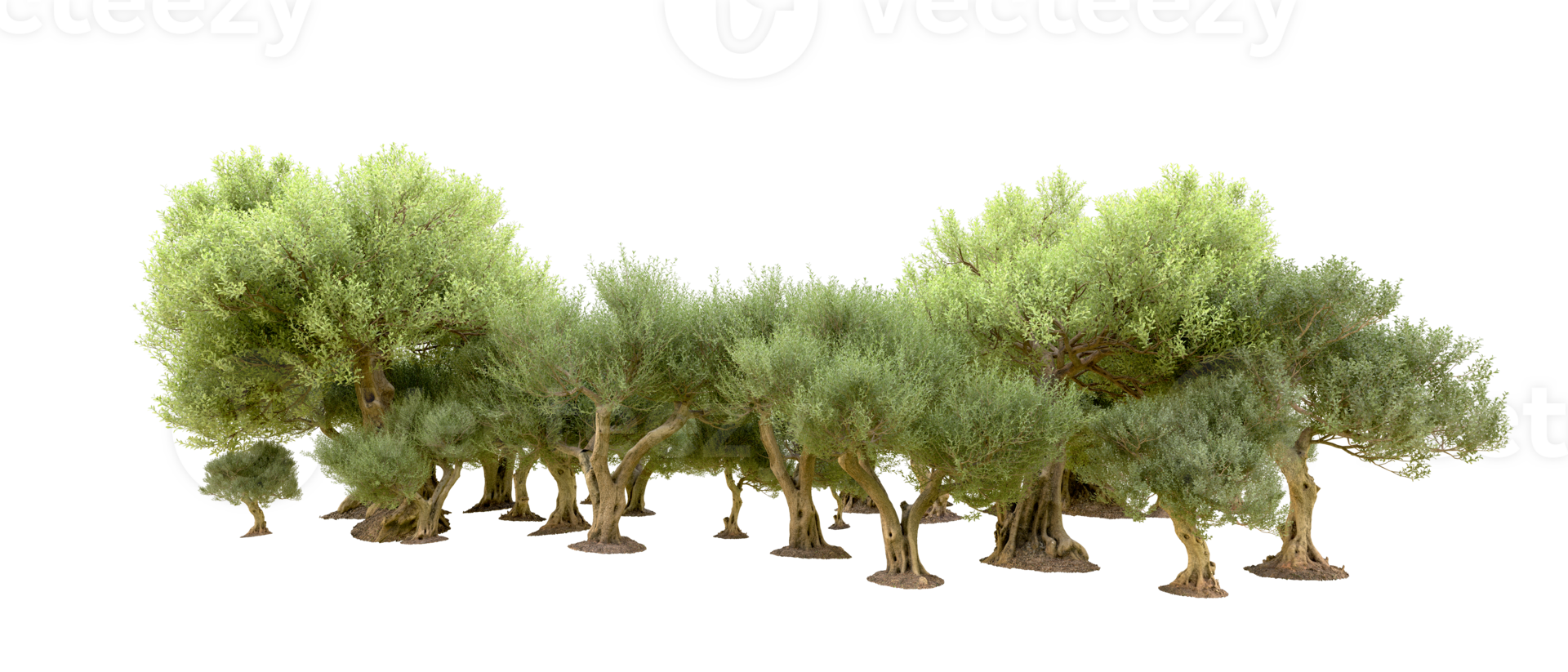 Green forest isolated on background. 3d rendering - illustration png