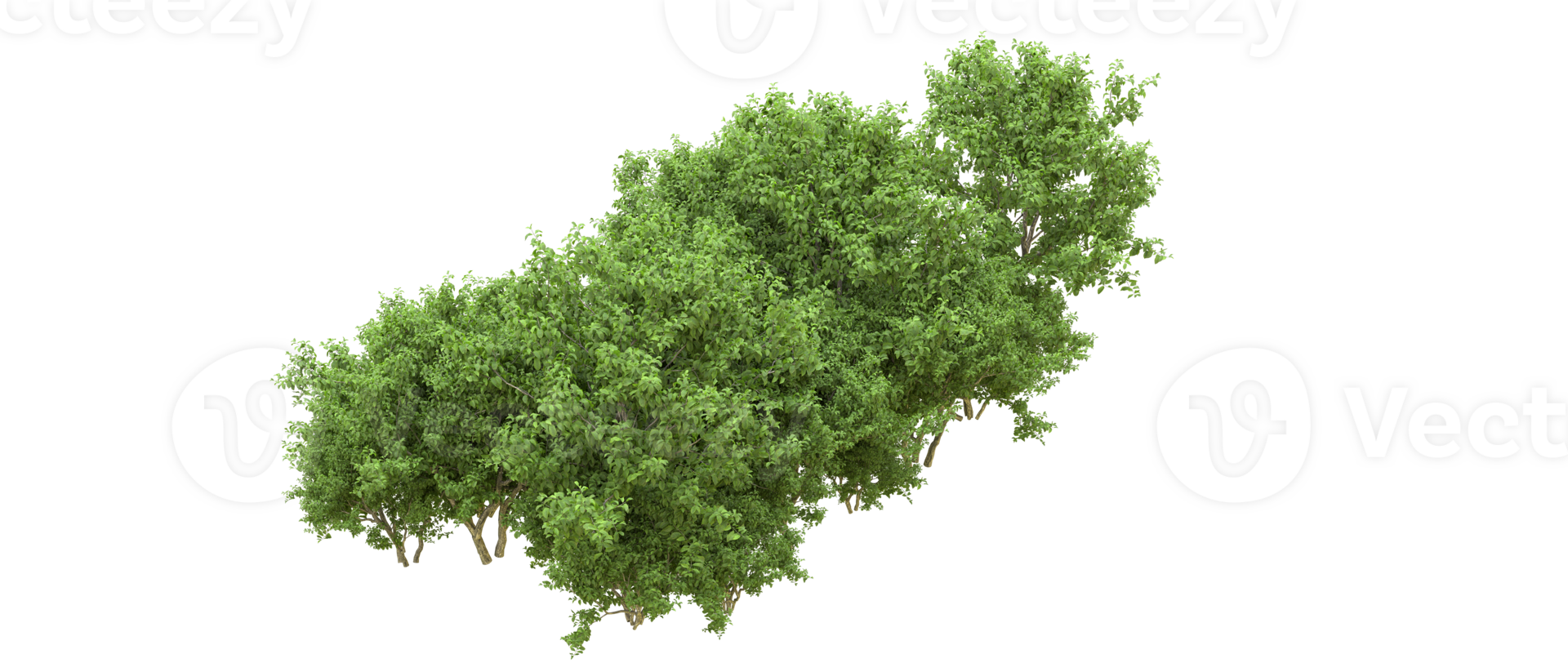 Green forest isolated on background. 3d rendering - illustration png